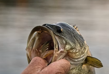 largemouth Bass