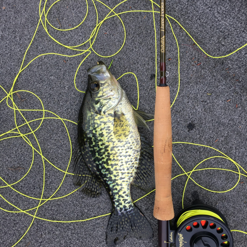 Crappie on a fly rod