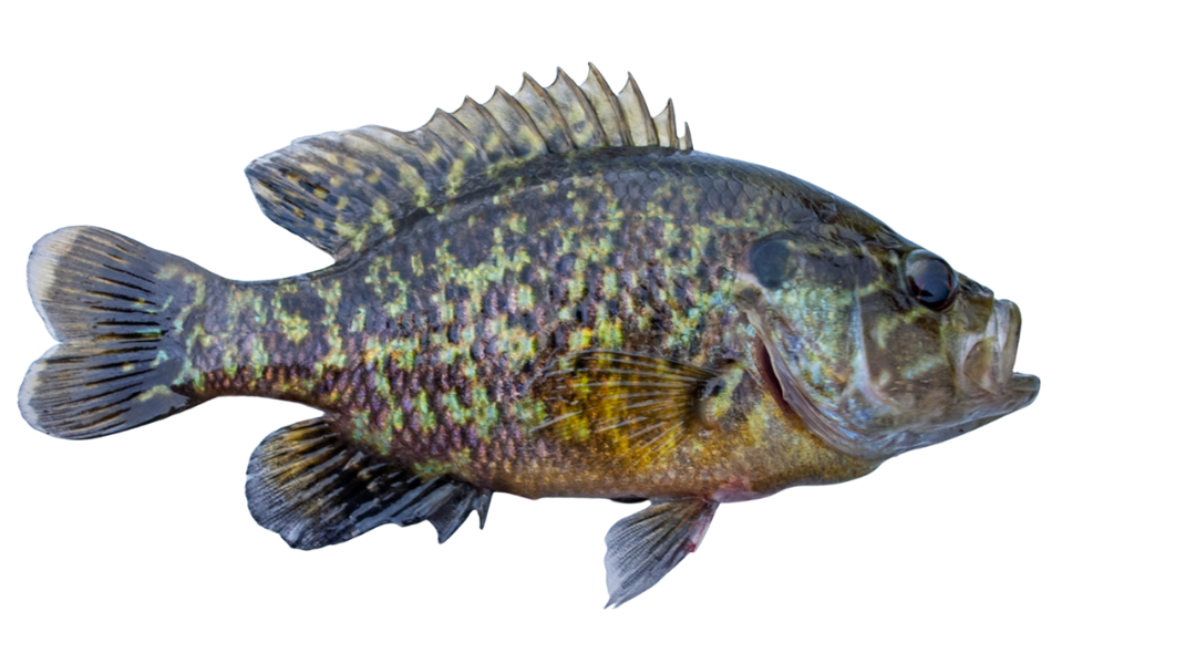 Rockbass