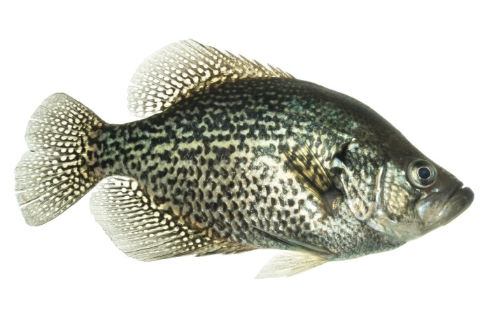 Black Crappie