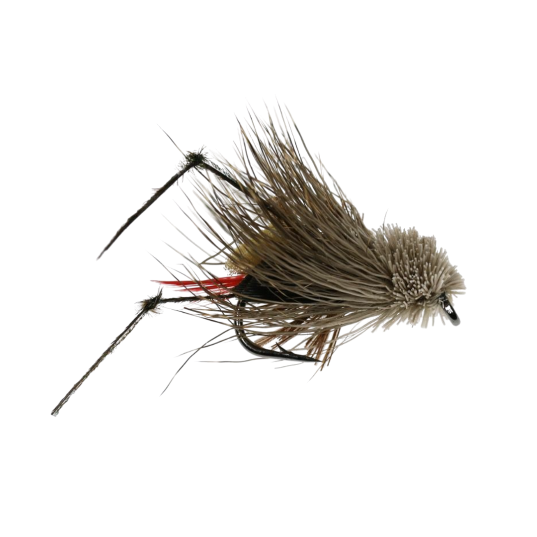 terrestrial grasshopper fly