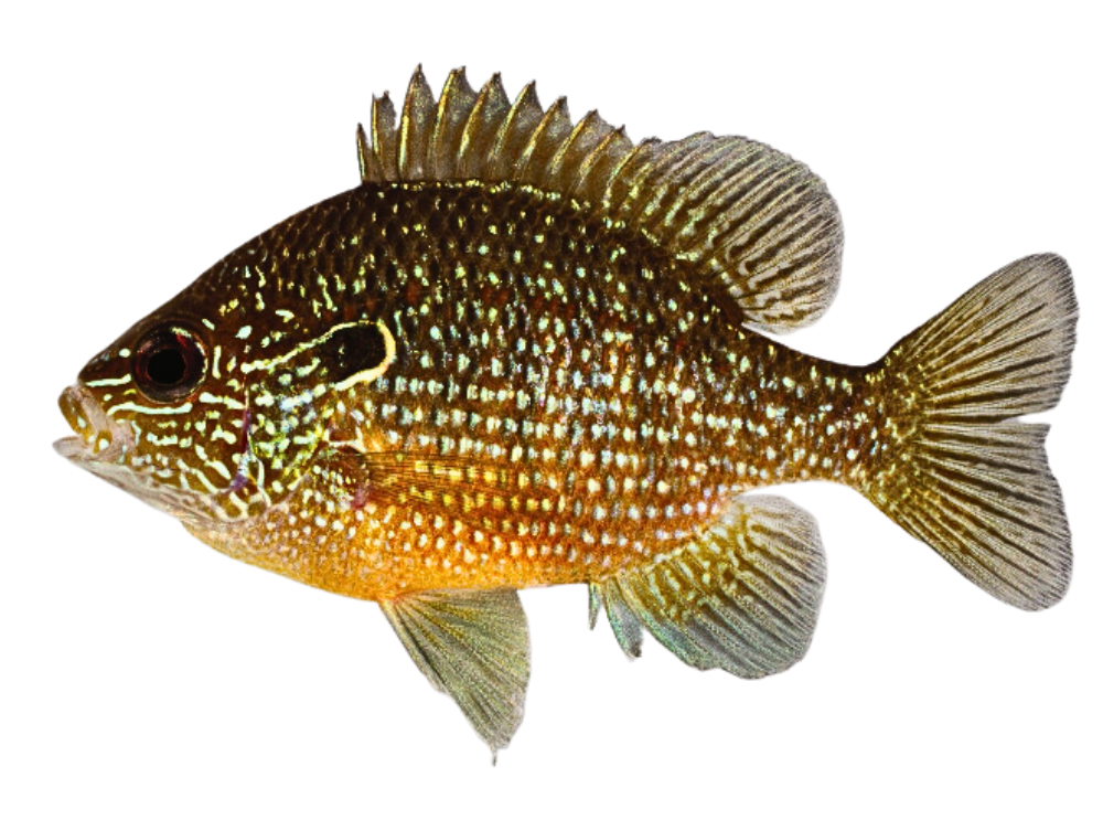 northern sunfish