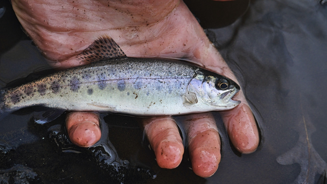 Rainbow trout