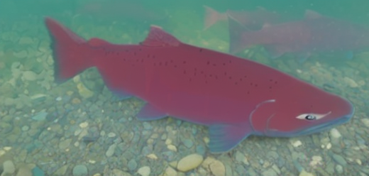 animated King Salmon