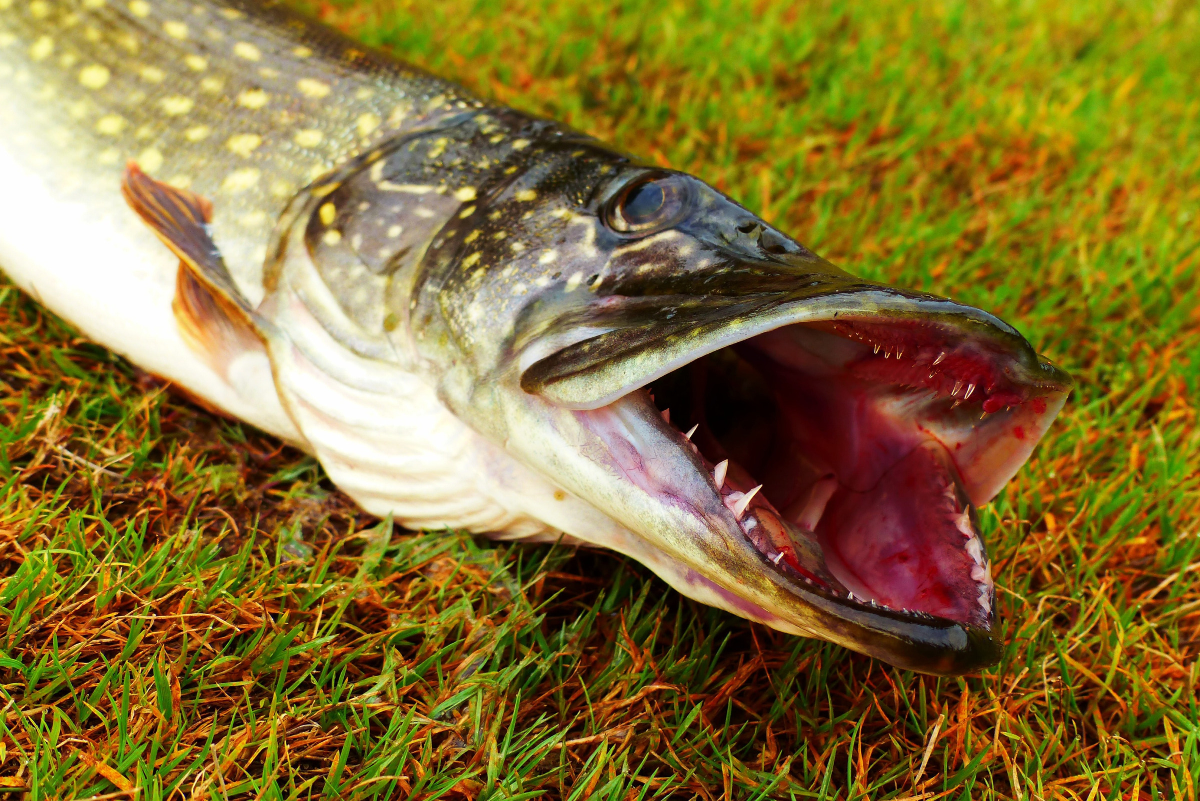 Large Northern Pike