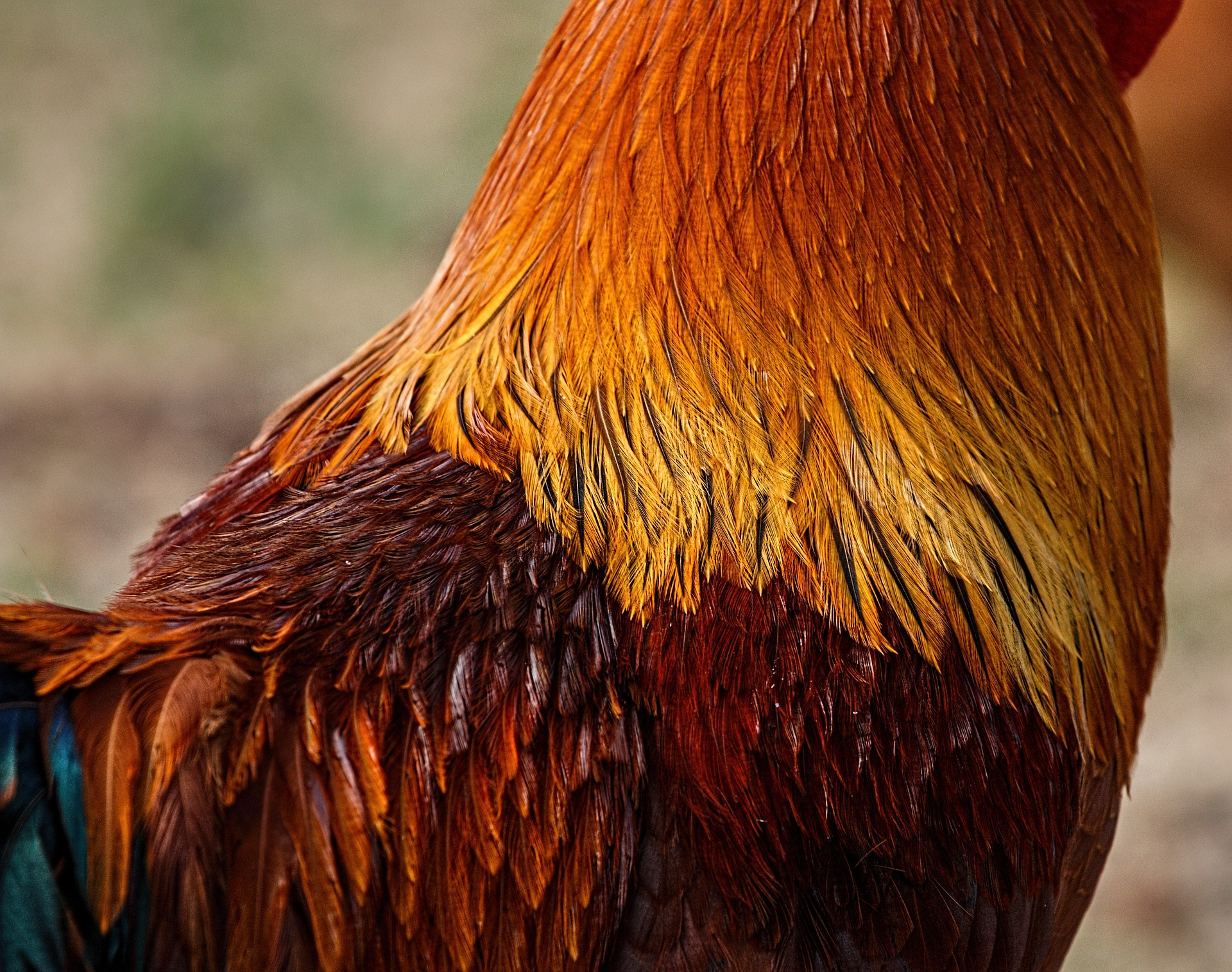 Rooster hackle