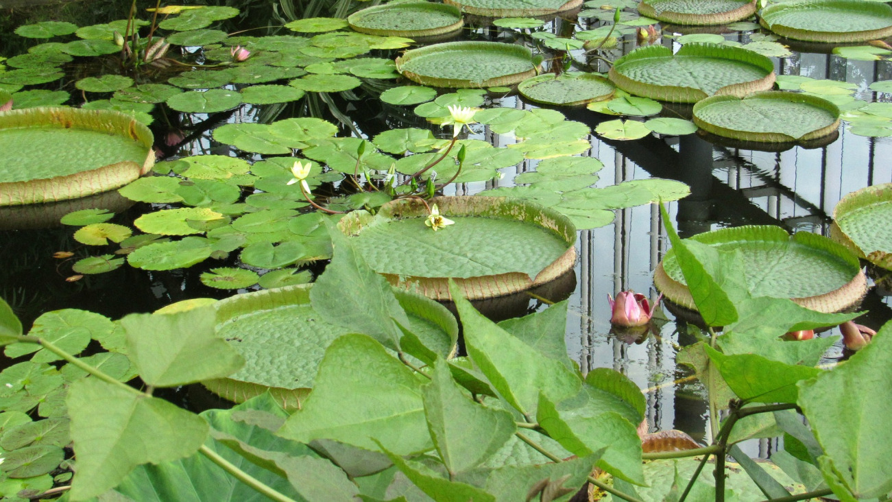 Lily pads northern pike habitat