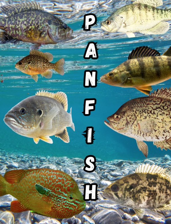 Panfish header with multiple panfish